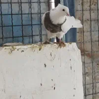 کبوتر|پرنده|سنندج, |دیوار