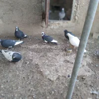 کفتر۱۵|پرنده|کرمان, |دیوار