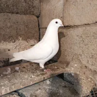 کبوتر|پرنده|سیلوانه, |دیوار