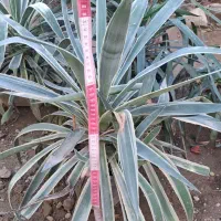 گل بزرگ|گل و گیاه طبیعی|برازجان, |دیوار