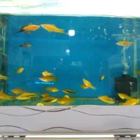 بارجدیدرسید|ماهی|اراک, |دیوار