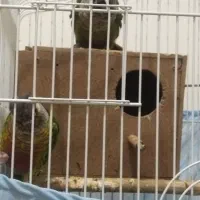 یک جفت طوطی گرینچیک