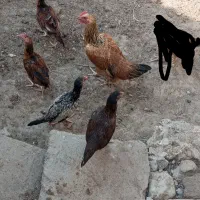 چهار عدد جوجه محلی