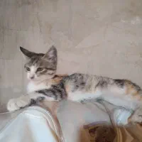 واگذاری رایگان بچه گربه ماده ۳ ماهه|گربه|بوکان, |دیوار