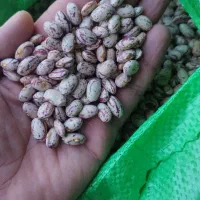 لوبیا چیتی