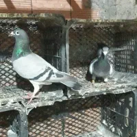 دوبر
