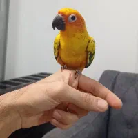 طوطی خورشیدی سان کانور