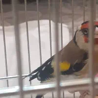 سهره نر|پرنده|شهریار, شهرک وائین|دیوار