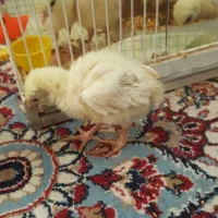 جوجه بوقلمون بوربون