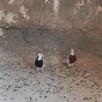 کبوتر