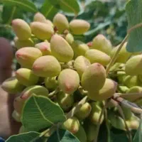 پسته شمارا خریداریم