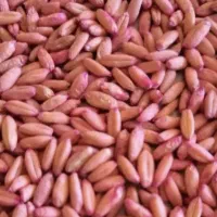 گندم بوجاری شده