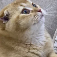 فروش اسکاتیش فولد گلد|گربه|آمل, |دیوار