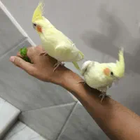 عروس هلندی گم شده بلوار مادر