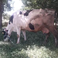 گاو شیری|حیوانات مزرعه|بروجرد, |دیوار