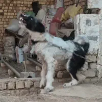 واگذاری سگ بومی|سگ|خمینیشهر, |دیوار