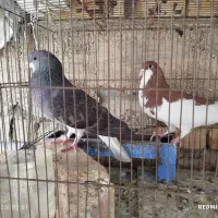 کفتر|پرنده|شیراز, محراب|دیوار