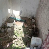 مرغ و خروس|حیوانات مزرعه|کرمان, |دیوار