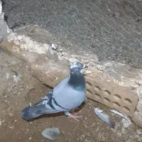 800000|پرنده|سرخس, |دیوار