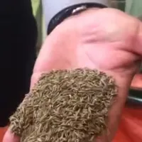 زیره سبز بوجاری صادراتی