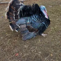 بوقلمون تخم گذار