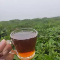 چای و برنج درجه یک گیلان|خوردنی و آشامیدنی|لاهیجان, فیاض|دیوار