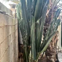 دو عدد کاکتوس سه متری و پرشاخه