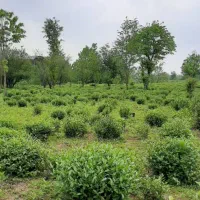 5000هزار-متر-باغ-چای-سلیم-سرا-واجارگاه