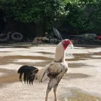 خروس لاری جوجه کش