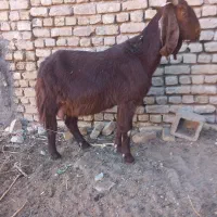 فروش،معاوضه10راس بزپاکستانی،درشت،سنگین وزن،3قلوزا|حیوانات مزرعه|فریمان, |دیوار