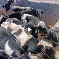 گوساله فروشی زاهدان زابل