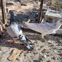 ۳تا گرفتنی|پرنده|سبزوار, رضوی|دیوار