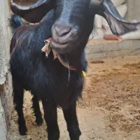 کره نر چاق سالم سرحال  (تخفیف خوب پای معامله)|حیوانات مزرعه|آبپخش, |دیوار