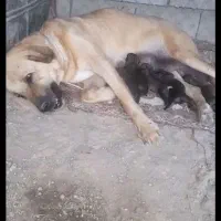 سگ عراقی ماده