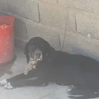 توله دنبلانی