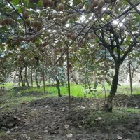 فروش درخت کیوی