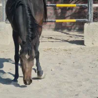 مادیان یک سر عرب مصری|اسب و تجهیزات اسب‌سواری|پرند, فاز ۲|دیوار