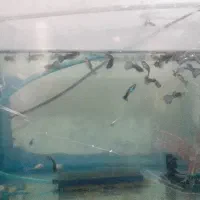 تعداد۹۹ عدد ماهی گوپی