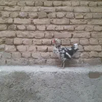 خروس گلین