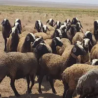 گوسفند زنده وخونی حاجی مرتضی وبرادران