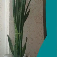 گل سانسوریا بلد با گلدان پلاستیکی