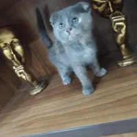 گربه اسکاتیش وهیمالین|گربه|فردیس, ثابتی|دیوار