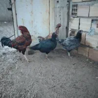 ۴ تا مرغ خروس لاری اصل جوان