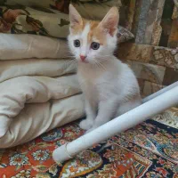 واگذاری بچه گربه