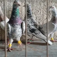 دوکت پلاکی کاکولی ، میولمنز، خوشرنگ ، سرور ، شامی|پرنده|مبارکه, |دیوار