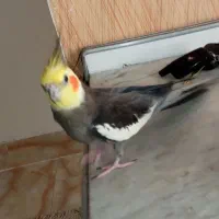 عروس هلندی با دوتا جوجه|پرنده|کرج, ساسانی (قلمستان)|دیوار