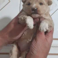 پودل کراس ماده