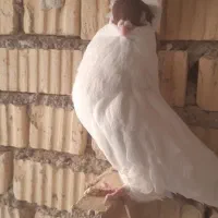 هملت امریکایی اصل|پرنده|جنت, |دیوار