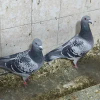 پلاکی|پرنده|کوه چنار, |دیوار