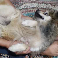 پامرین شیطون|سگ|مشهد, طبرسی شمالی|دیوار